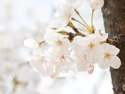 入学式　桜
